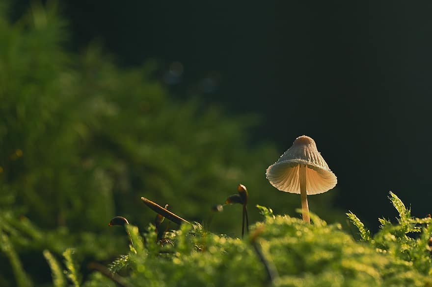 Mushroom, Mycena, Moss, Small Mushroom, Fungus, Forest, close-up, plant, green color, macro, growth
