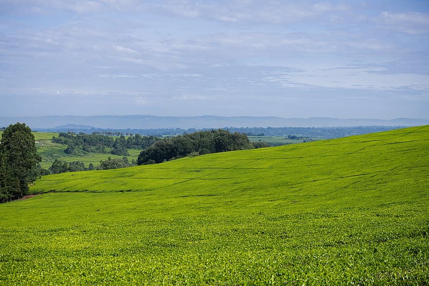 plantação de chá, Quênia, agricultura, natureza, campo, rural