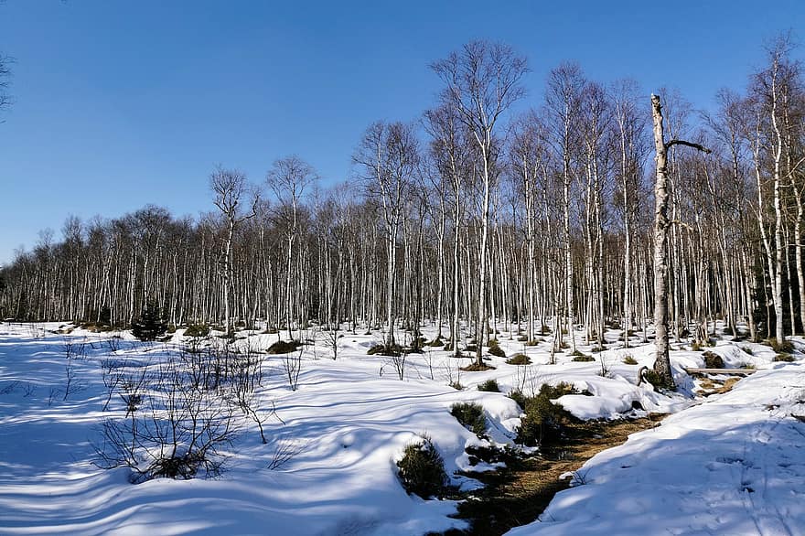 Birch Trees, Forest, Winter, Pagan, German Hermit, Peat Stitch, Trees, Göhrener Weg, Ore Mountains, Saxony, Germany