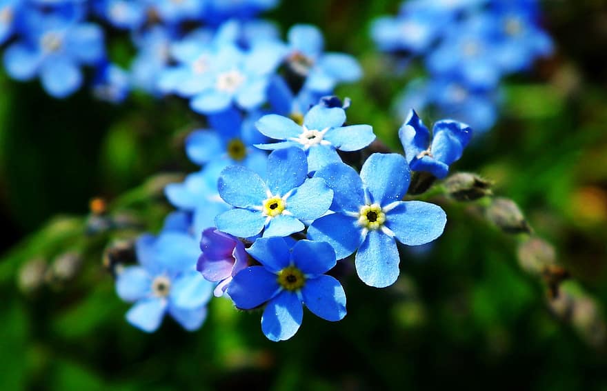 förgätmigej nots, blommor, växt, kronblad, skorpion gräs, blåa blommor, vår, blomma, trädgård, natur, makro