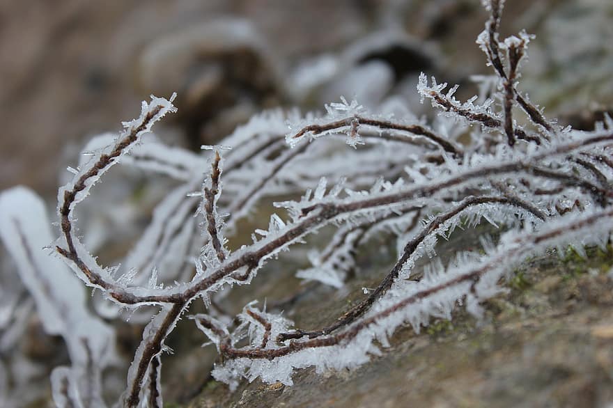 Winter, Natur, Frost, Pflanze, Ranke, gefroren, Makro, Baum, Ast, Nahansicht, Wald