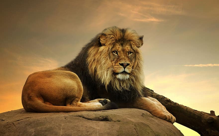 leão, animal, juba, mamífero, predador, animais selvagens, safári, jardim zoológico, natureza, fotografia da vida selvagem, África