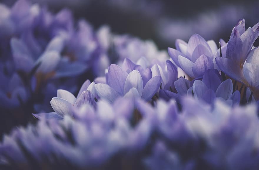 クロッカス、紫の、フラワーズ、花びら、紫色の花、紫色の花びら、花、咲く、フローラ、バイオレット、花の牧草地