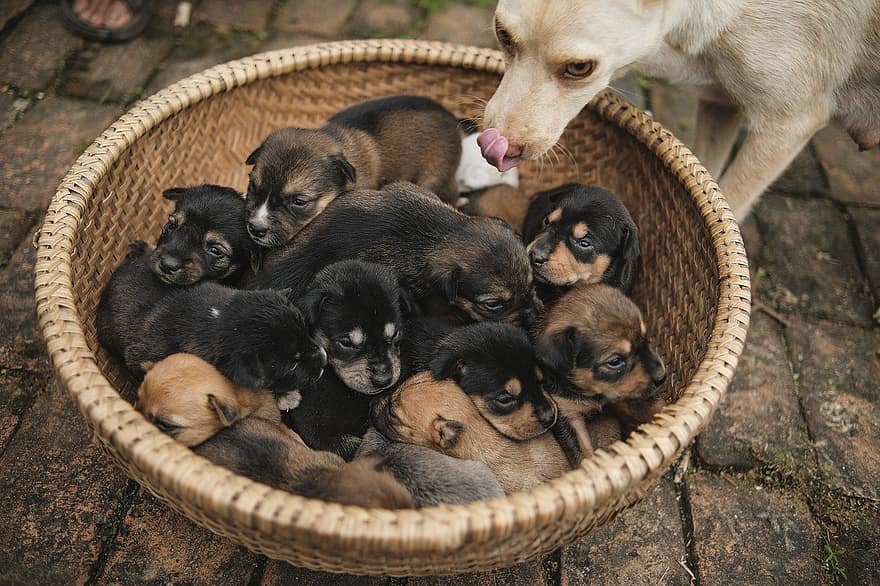 puppies, honden, huisdieren, schattig, hond, puppy, klein, hoektand, jong dier, rasechte hond, op zoek