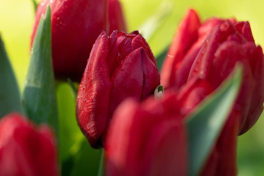 тюльпаны, цветы, красные тюльпаны, красные цветы, весенние цветы, цветение, сад, лепестки, красные лепестки, цвести, закрыть