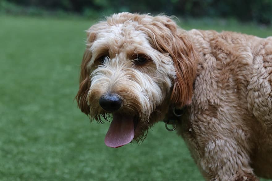 goldendoodle, hond, puppy