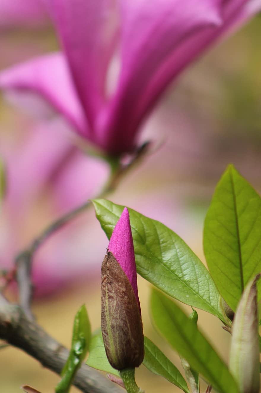 magnolia, flor rosa, capullo de la flor, flor, floración, naturaleza, primavera, hoja, planta, de cerca, color verde