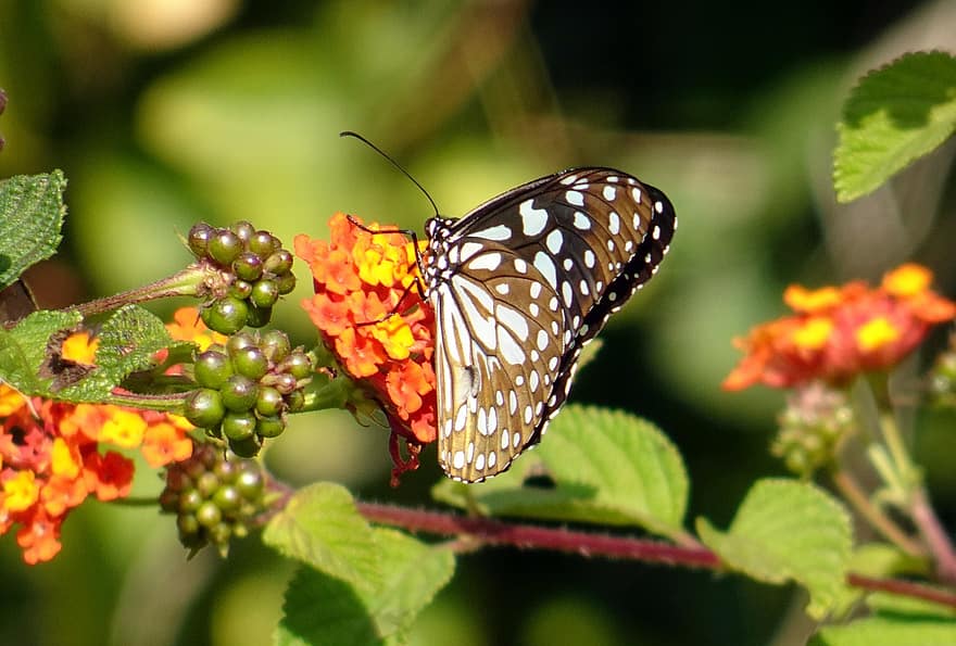나비, 꽃, 수분, 곤충, 날개 달린 곤충, 나비 날개, 플로라, 동물 상, 자연, 닫다, 채색