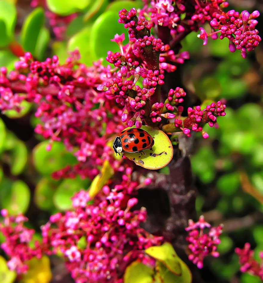 Ladybug, Beetle, Flowers, Insect, Ladybird Beetle, Animal, Tiny, Pink Flowers, Plant, Garden, Nature