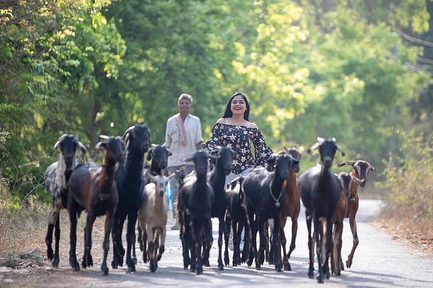 Goats, Shepherd, Street, Karnataka, India, Countryside, farm, men, agriculture, adult, women