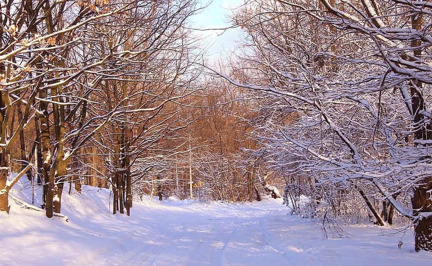 trær, pathway, skog, kjørefelt, snø, frost