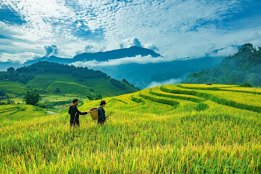 Landscape, Terraces, Rice, Paddy, Field, Crop, Cropland, Agriculture, Mountain, Foliage, Greenery