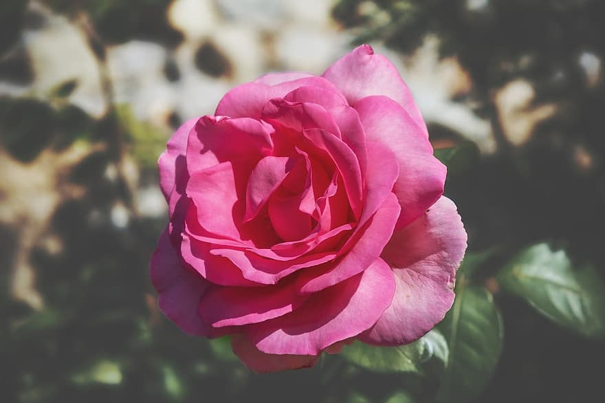 pieauga, zieds, zied, mīlestība, romantisks, rožu ziedēšana, rozā