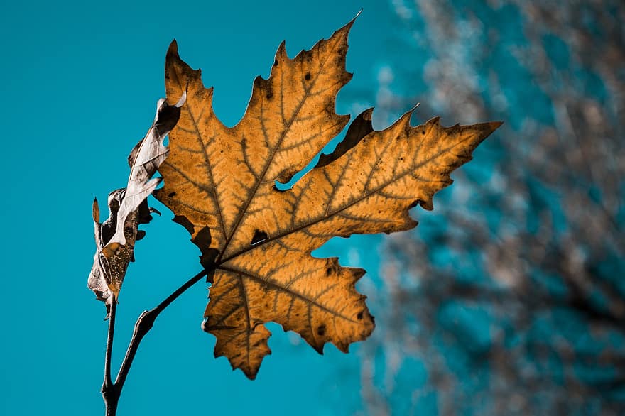 le foglie, autunno, acero, foglie d'acero, foglie secche, nervature fogliari, foglie d'autunno, colori autunnali, stagione autunnale