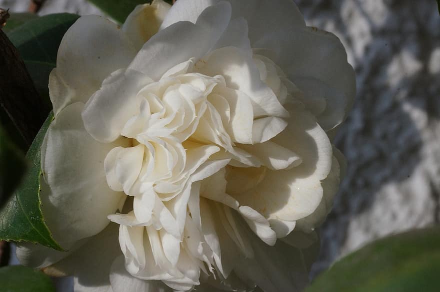 Camellia, Flower, White Flower, Blossom, Bloom, Petals, White Petals, Flora, Plant, Nature, close-up