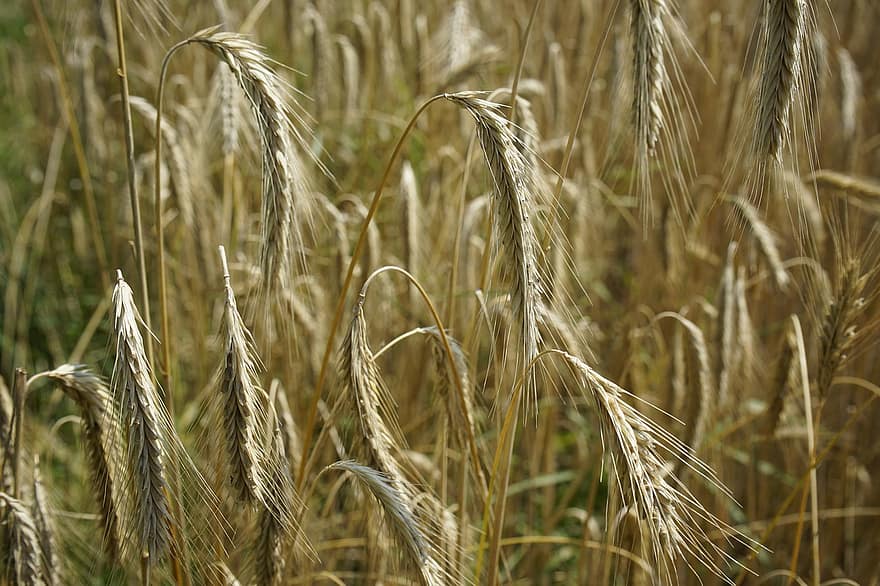 gandum, jelai, bidang, ladang gandum, sereal gandum, tanaman, lahan pertanian, tanah pertanian, makanan, organik, pertanian