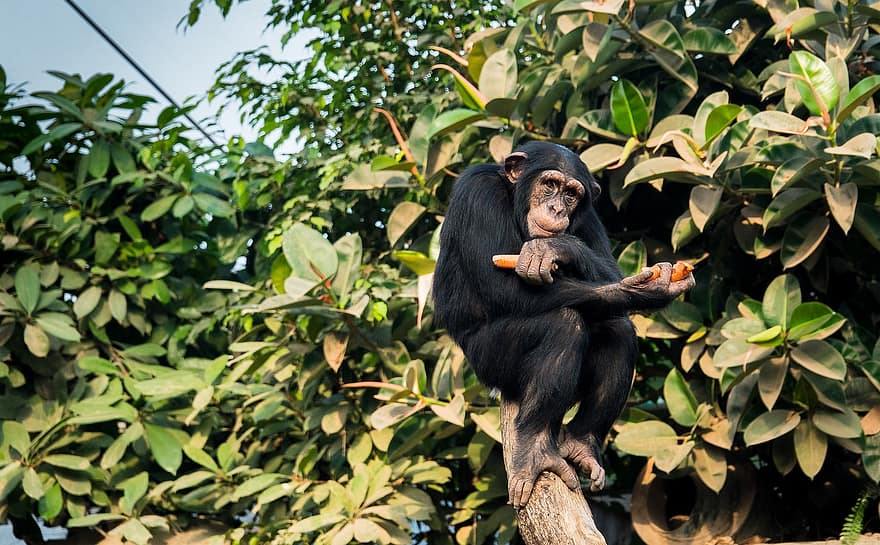 szympans, ogród zoologiczny, prymas, zwierzę, dzikiej przyrody, drzewa, małpa, zwierzęta na wolności, zagrożone gatunki, Tropikalne lasy deszczowe, las