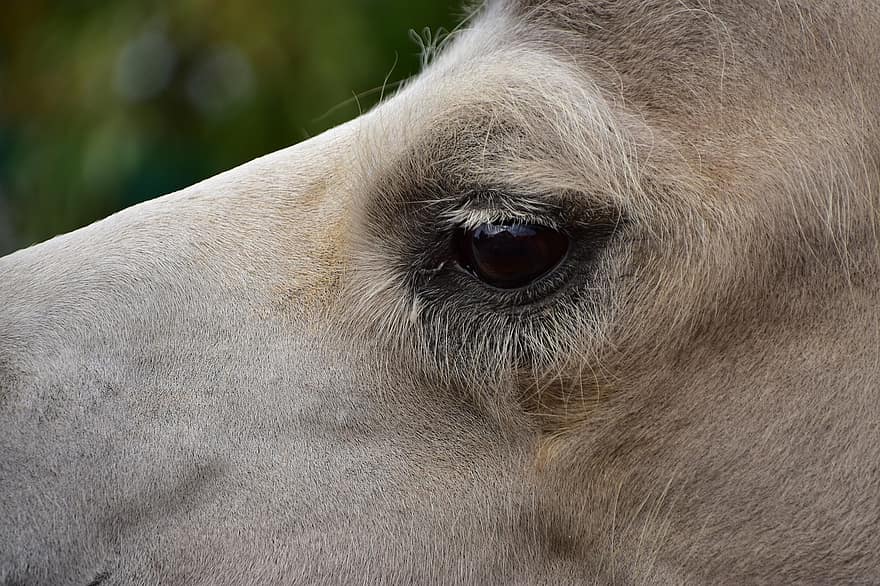 kameli, silmä