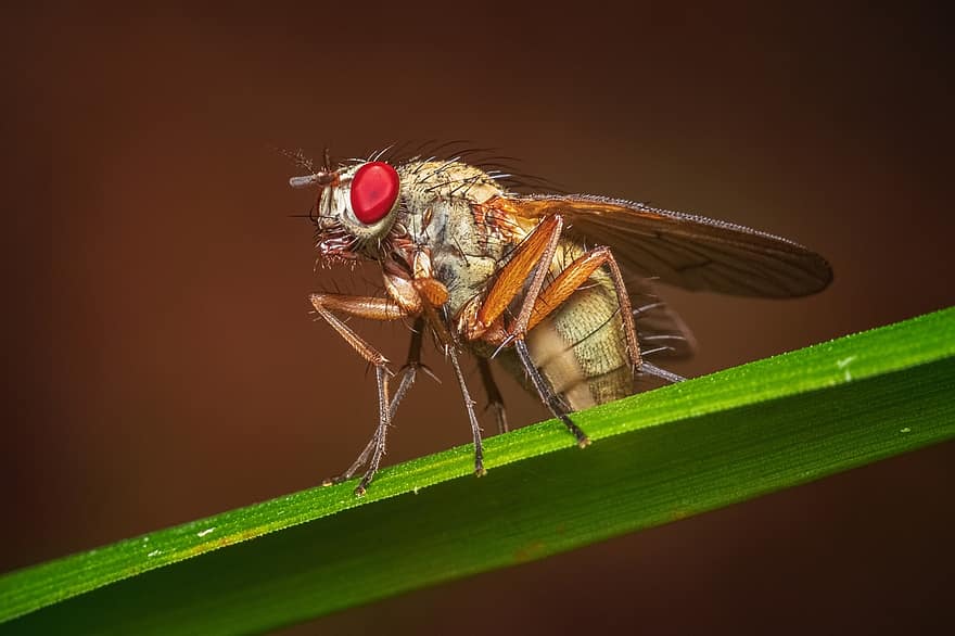Fly, Insect, Animal, Winged Insect, Nature, Garden, Entomology, Macro, Wildlife