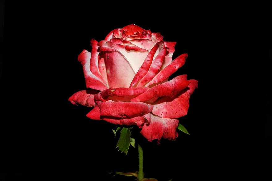 Trandafir, Trandafir roșu, floare rosie, fundal, a închide, plantă, floare, frunze, petală, cap de floare, vară