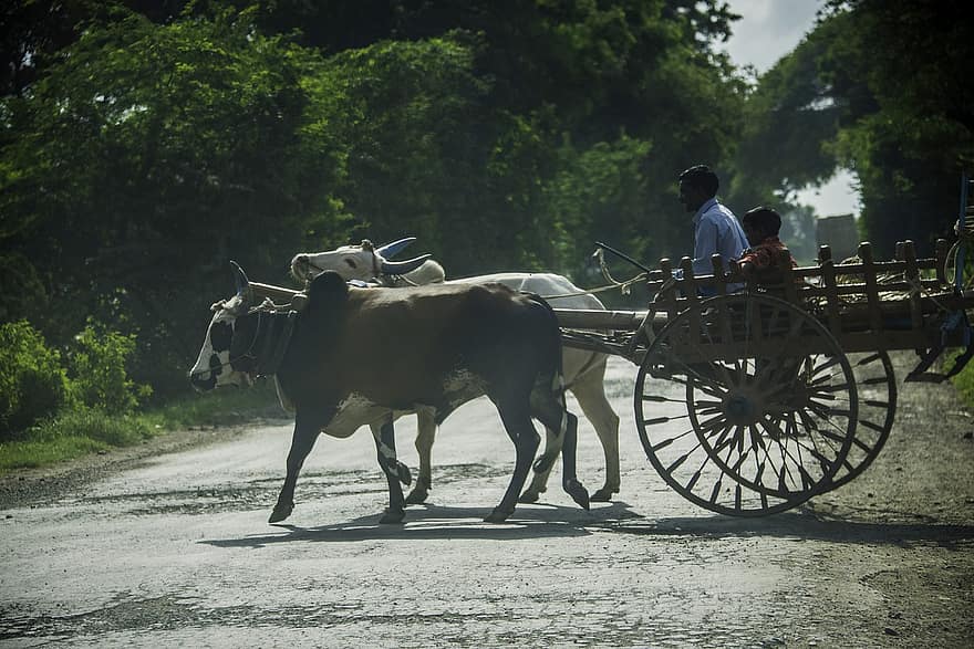 αγρότης, ευνουχισμένος ταύρος, καροτσάκι, Ινδία, μοχάν, νανπαπανένη