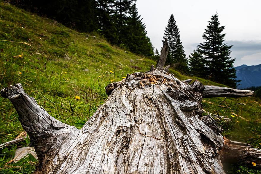 Trees, Log, Wood, Stump, Trunk, Old, Weathered, Dry, Alm, Meadow, Nature