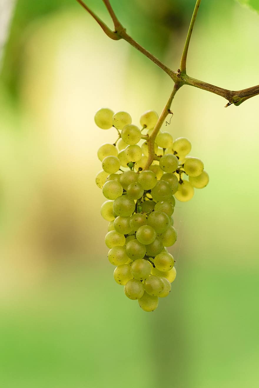 vindruer, frugt, vin, vinstok, vinavl, grønne druer, organisk, naturlig, spiselige, mad, moden
