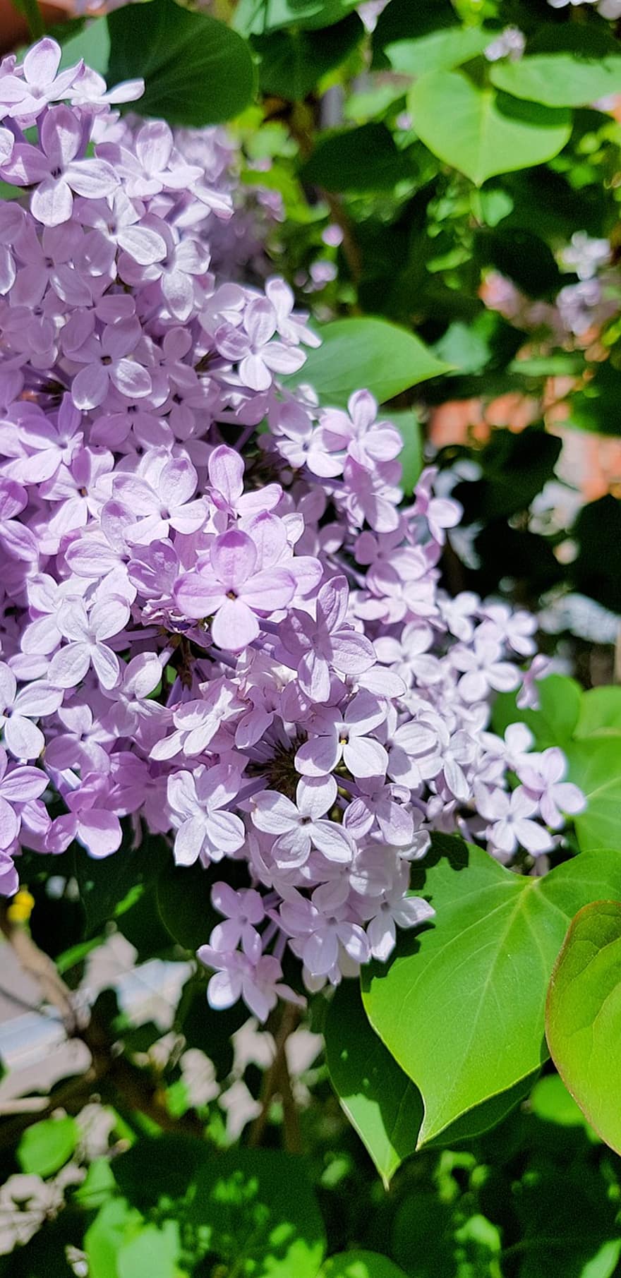 lilacs, Violet, flori, inflorescenţă, violet flori, petale, violete petale, inflori, floră, natură, plante
