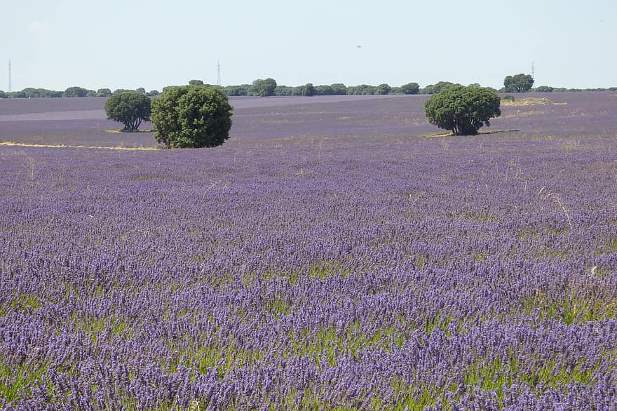 lavenders, những bông hoa, cánh đồng hoa oải hương, những bông hoa tím, hoa, hệ thực vật, cánh đồng, phong cảnh