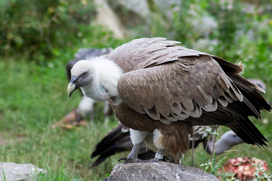 Vulture, Bird, Animal, Zoo, Nature, Beak, Birds Of Prey, Wildlife, Scavenger, Feathers, Plumage