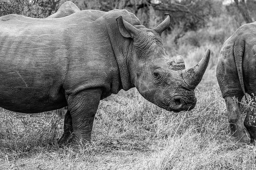 Animal, Rhino, Africa, Horns, Pachyderm, Mammal