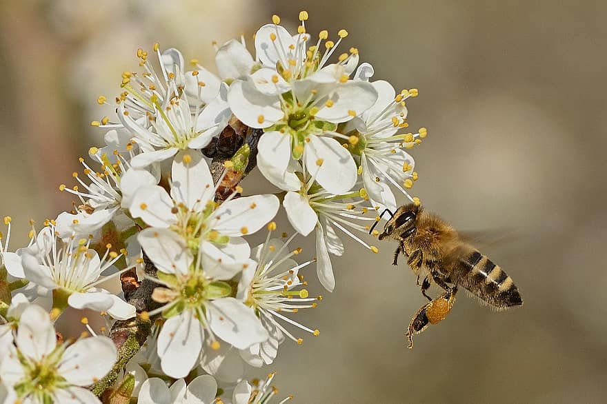 꿀벌, 꽃들, 화분, 수분, 벌, hymenoptera, 흰 꽃, 꽃, 곤충, 날개 달린 곤충, 봄