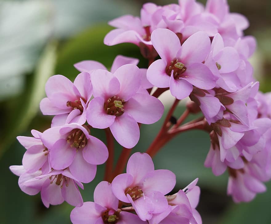 Bergenia, Elephant's Ears, Flowers, Pink, Pink Flowers, Petals, Pink Petals, Blooms, Blossoms, Spring