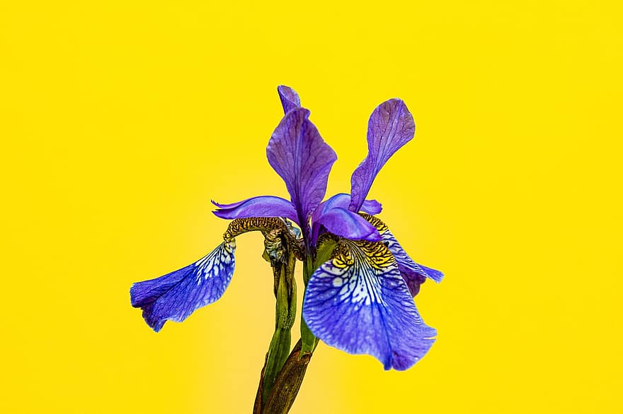Flower, Iris, Sword Lily, Violet, Yellow Background, Close Up, Spring, Garden, Flora, plant, leaf