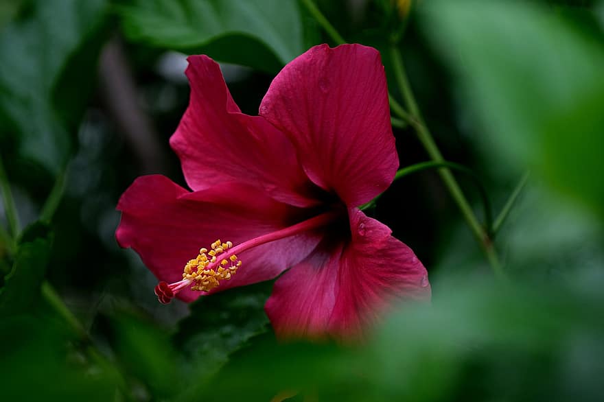 hibiscus, blomst, have, kronblade, røde kronblade, rød hibiskus, flor, blomstre, plante, flora, natur