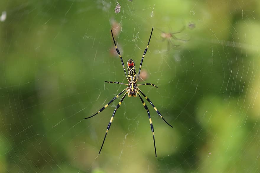 Spindel, spindelnät, spindel silke, arachnid, artropod, djur-, natur