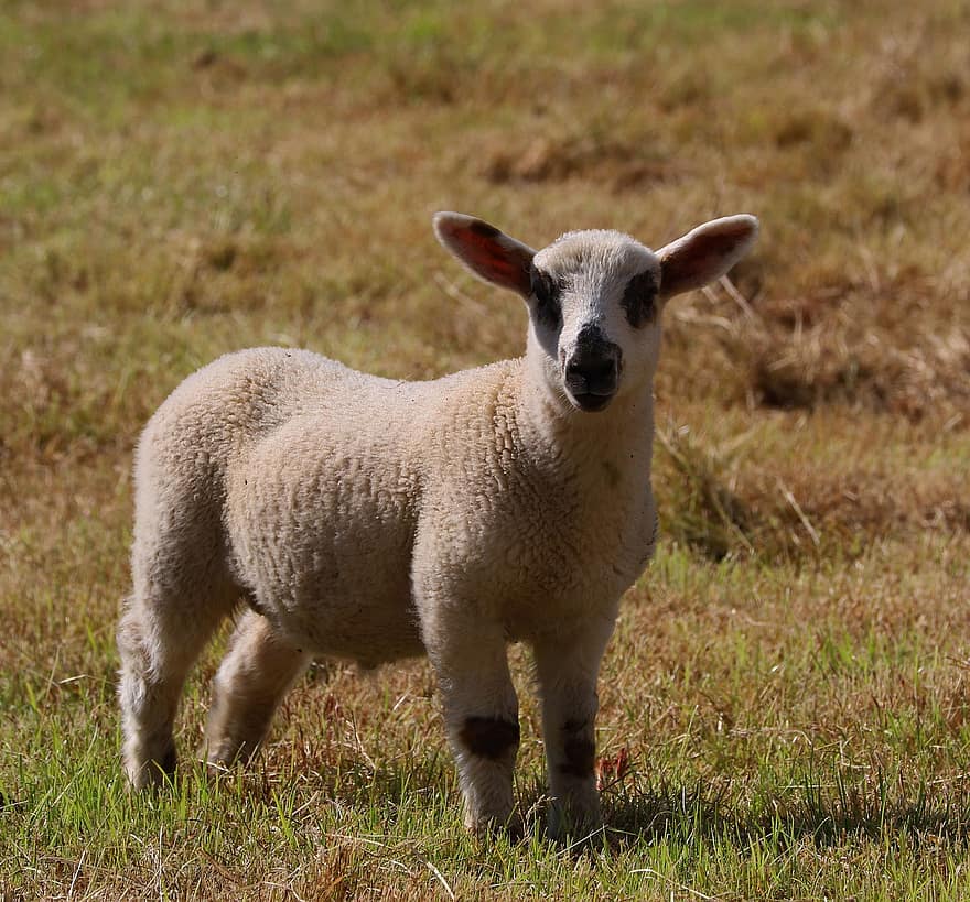 lammas, eläin, luonto, maatalous, viljely, Carmarthenshire, Wales, maaseutu, maatila, ruoho, karja
