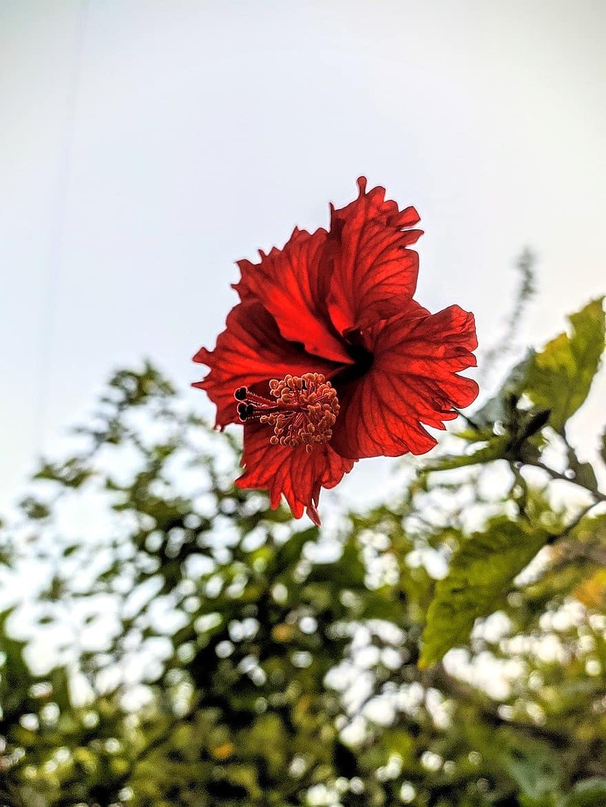 ibisco rosso, ibisco, fiore rosso, fiore, pianta, estate, avvicinamento, petalo, testa di fiore, foglia, fiorire