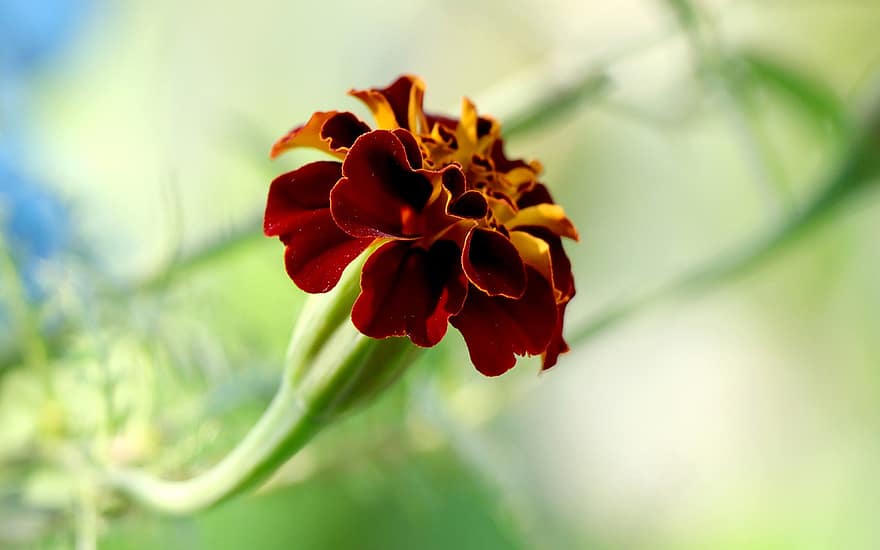 Flower, Marigold, Marigolds