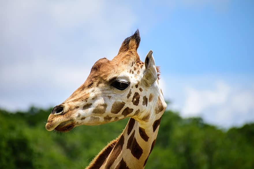 giraffa, capo, animale, mammifero, collo, safari, natura, natura selvaggia, selvaggio, viso, macchiato