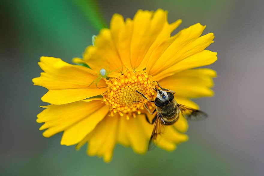 flor groga, polinització, insectes, abella, flors silvestres, República de Corea, planta, macro, naturalesa