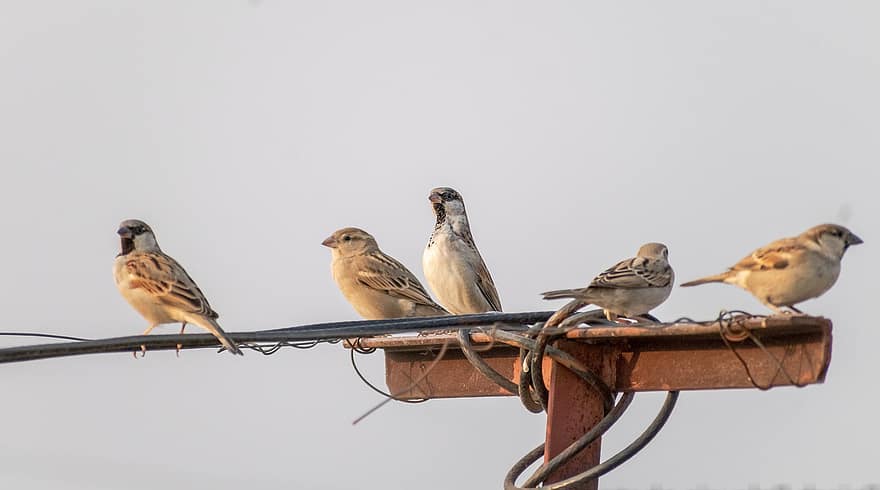 Sparrow Flock, varpunen, lintu, peippo, ornitologia, laululintu