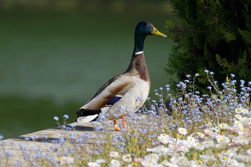 Bird, Duck, Meadow, Flowers, Waterbird, Waterfowl, Nature, beak, feather, animals in the wild, water bird