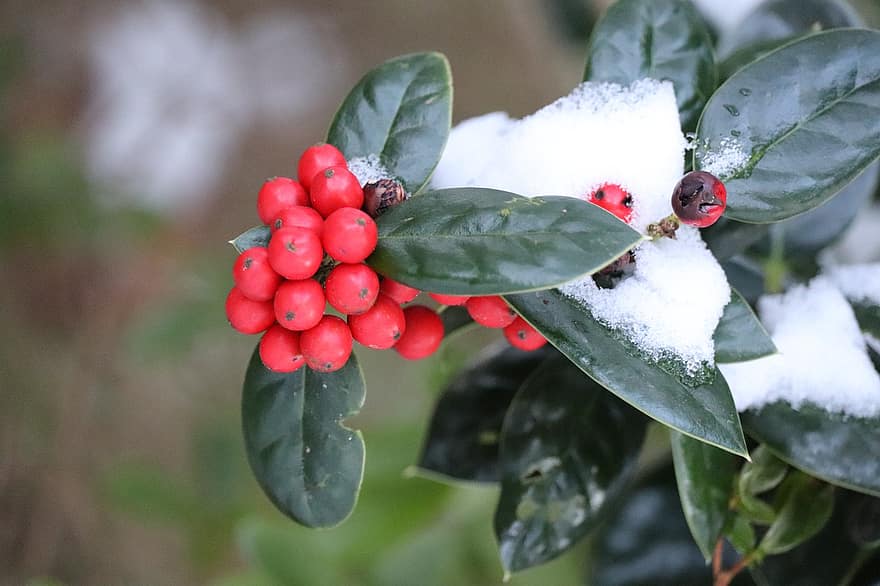 Holly Beeren, Früchte, Schnee, Winter, Blätter, Pflanze, kalt, Frost, Buchse, Baum, Natur