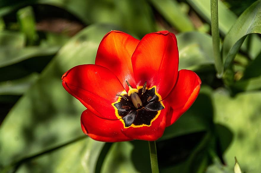 tulipan, czerwony tulipan, czerwony kwiat, ogród, kwitnąć, kwiat, roślina, zbliżenie, liść, lato, głowa kwiatu