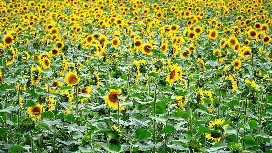 bunga matahari, mekar, berkembang, kuning, alam, bidang bunga matahari