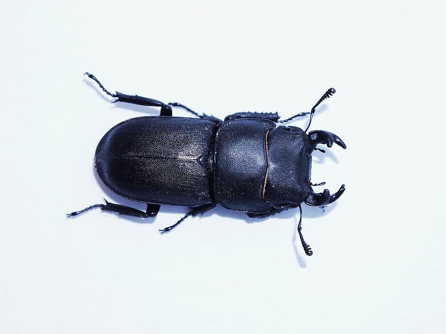 insecto, escarabajo, volante, hembra, fondo, contraste