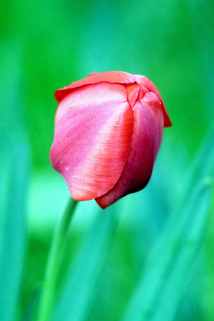 tulipan ogrodowy, kwiat, roślina, tulipan, płatki, wiosna, ogród, Natura