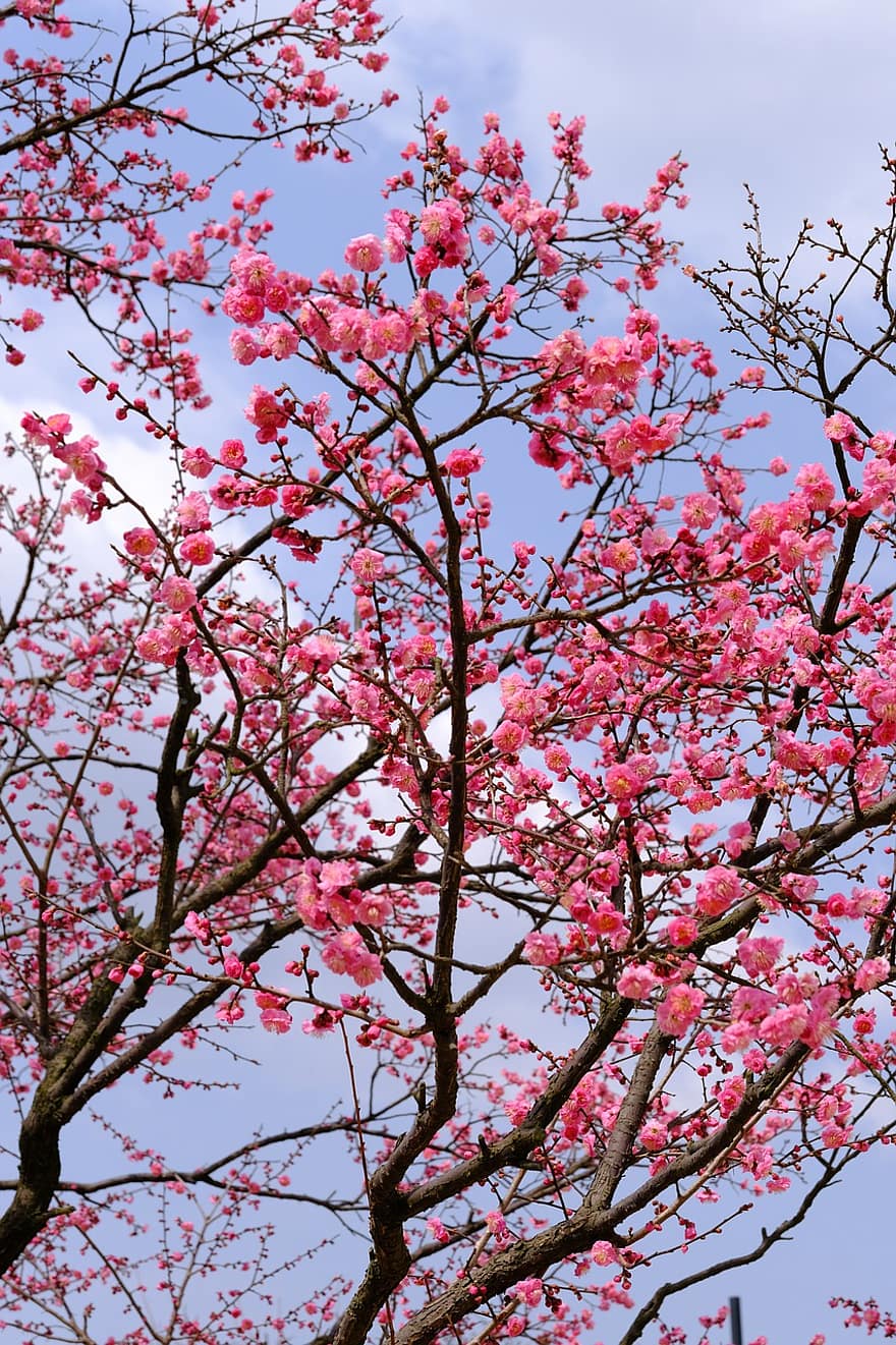 木、春、梅の花、自然、ピンク、フラワーズ、季節の、咲く