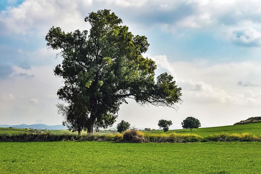 Tree, Grass, Meadow, Field, Landscape, Morning, Scenery, Scenic, Countryside, Rural, Nature